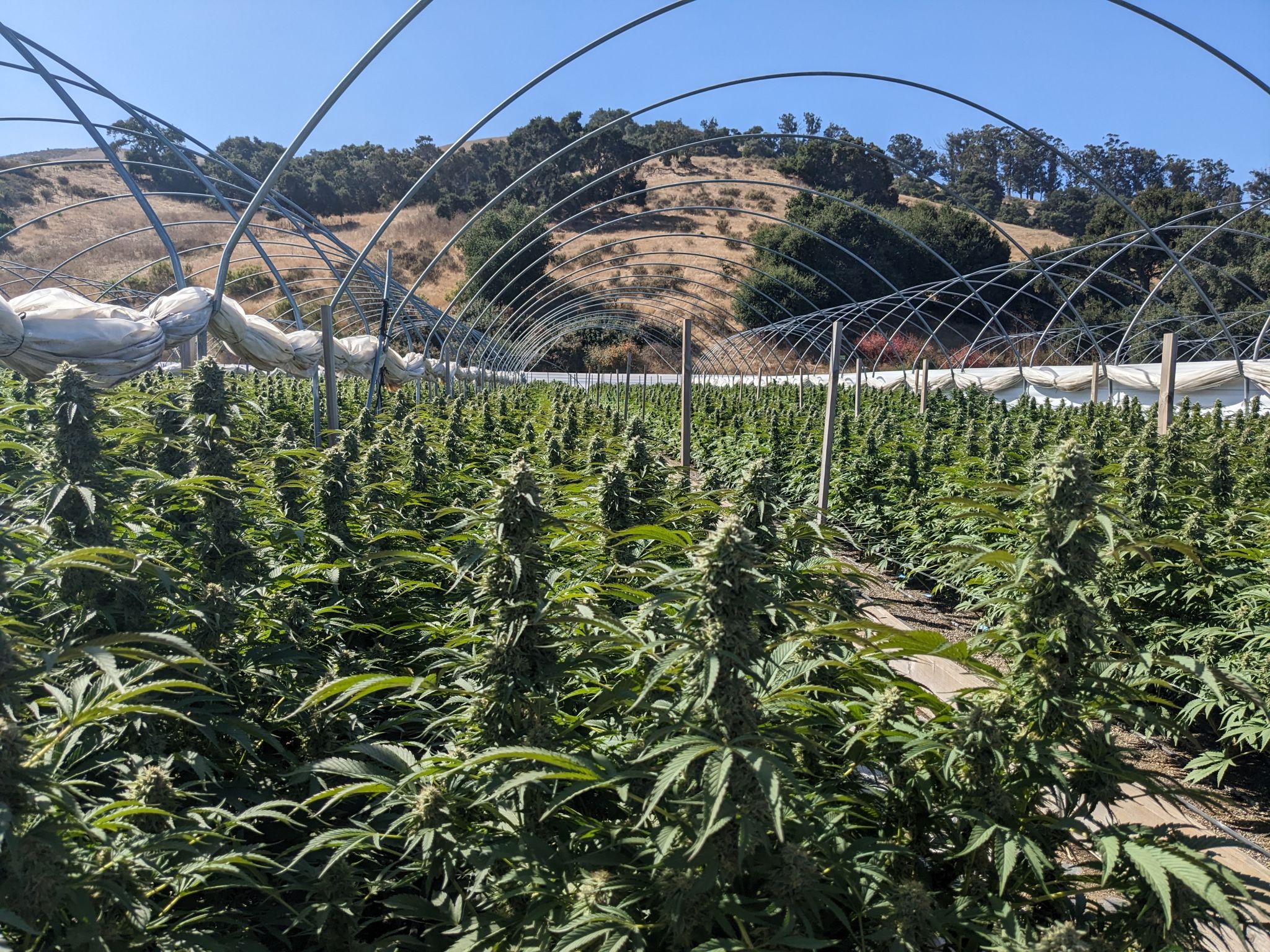 outdoor cannabis field