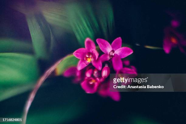 magenta flowers and green leaves - fuchsia orchids stock pictures, royalty-free photos & images