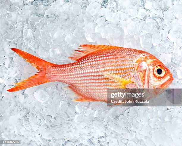 red snapper on ice - ghiaccio tritato foto e immagini stock