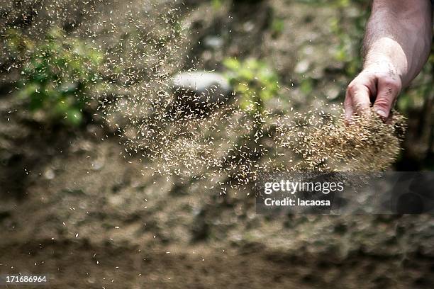 Strewing Reeds 17,713 Grass Seed Stock Photos, High-Res Pictures, and Images - Getty ...