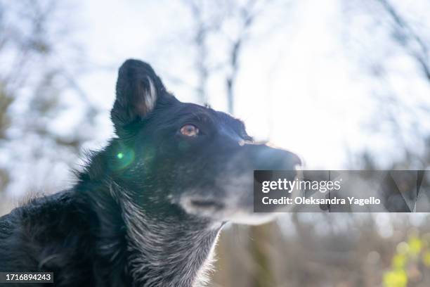 black mixed breed dog portrait in the forest in winter - schnauze stock-fotos und bilder
