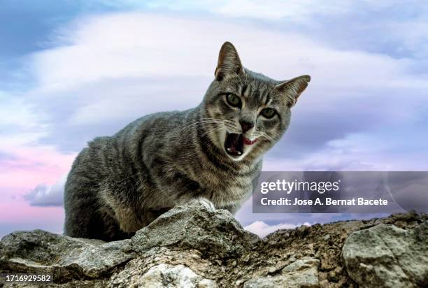 stray cat on a wall with its mouth open and its tongue hanging out on the street at sunset. - animal mouth open stock pictures, royalty-free photos & images