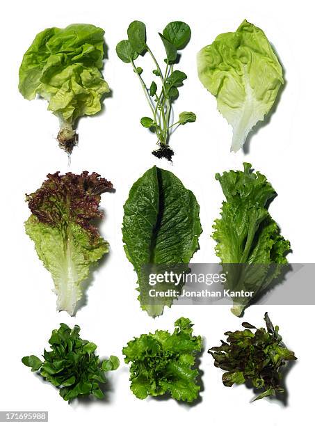 nine different types of lettuce - lechuga fotografías e imágenes de stock