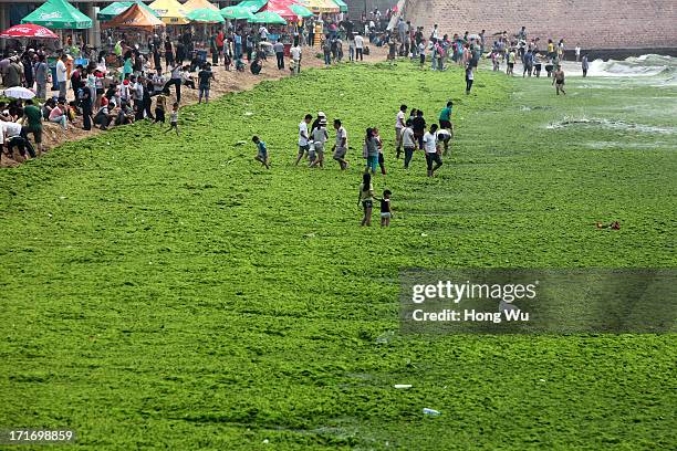 Tourists at a beach covered by a thick layer of green algae on June 28, 2013 in Qingdao, China. A large quantity of non-poisonous green seaweed,...