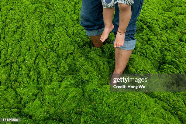 Man holds his baby standing at a beach covered by a thick layer of green algae on June 28, 2013 in Qingdao, China. A large quantity of non-poisonous...