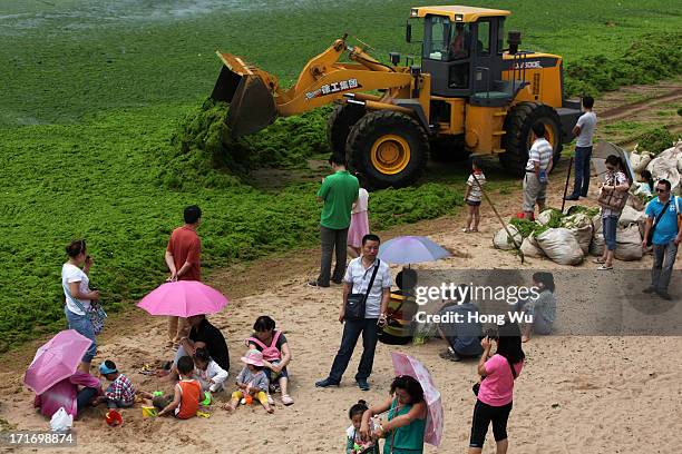 Shovel loader cleans green algae at a beach covered by a thick layer of green algae on June 28, 2013 in Qingdao, China. A large quantity of...