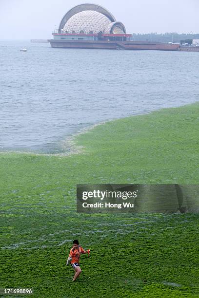 Child walks at a beach covered by a thick layer of green algae on June 28, 2013 in Qingdao, China. A large quantity of non-poisonous green seaweed,...