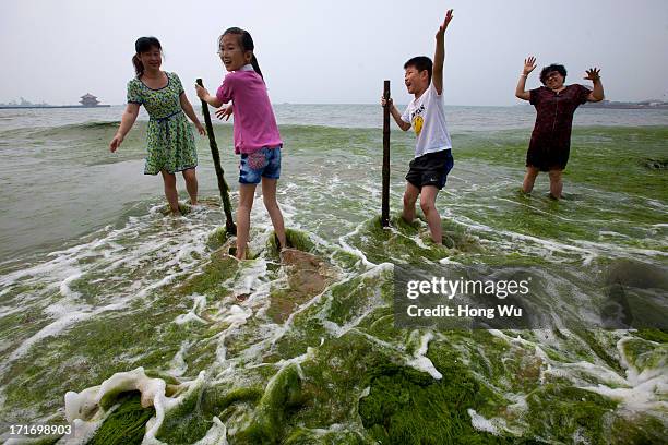 Tourists at a beach covered by a thick layer of green algae on June 28, 2013 in Qingdao, China. A large quantity of non-poisonous green seaweed,...