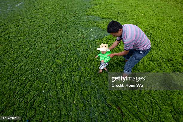 Man holds his baby playing at a beach covered by a thick layer of green algae on June 28, 2013 in Qingdao, China. A large quantity of non-poisonous...