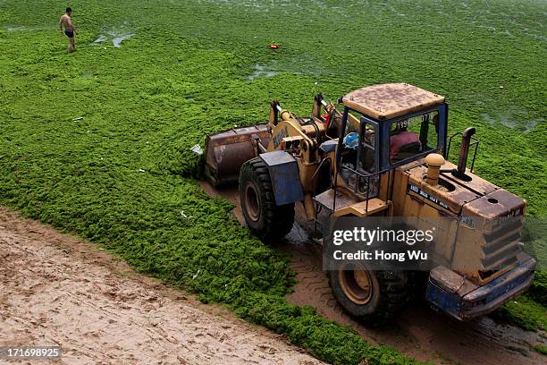 Shovel loader cleans green algae at a beach covered by a thick layer of green algae on June 28, 2013 in Qingdao, China. A large quantity of...