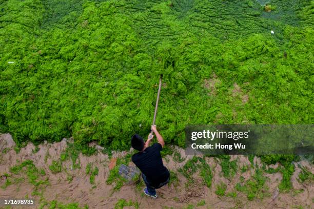Cleaner cleans green algae at a beach covered by a thick layer of green algae on June 28, 2013 in Qingdao, China. A large quantity of non-poisonous...