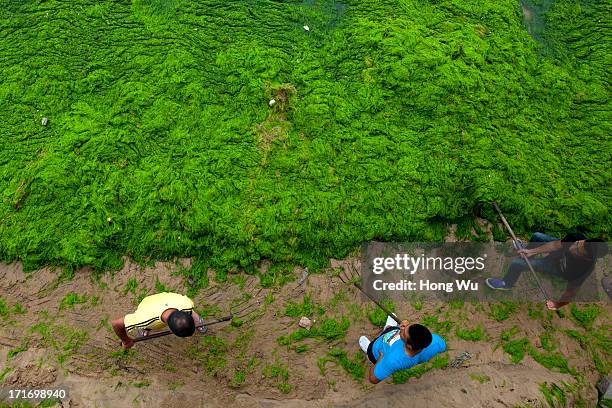 Cleaners clean green algae at a beach covered by a thick layer of green algae on June 28, 2013 in Qingdao, China. A large quantity of non-poisonous...