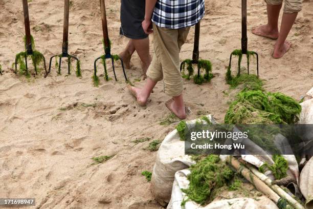 Cleaners clean green algae at a beach covered by a thick layer of green algae on June 28, 2013 in Qingdao, China. A large quantity of non-poisonous...