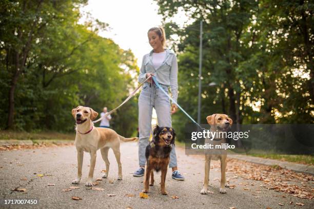 schöne hundeausführerin mit drei hunden im öffentlichen park - haustierbedarf stock-fotos und bilder