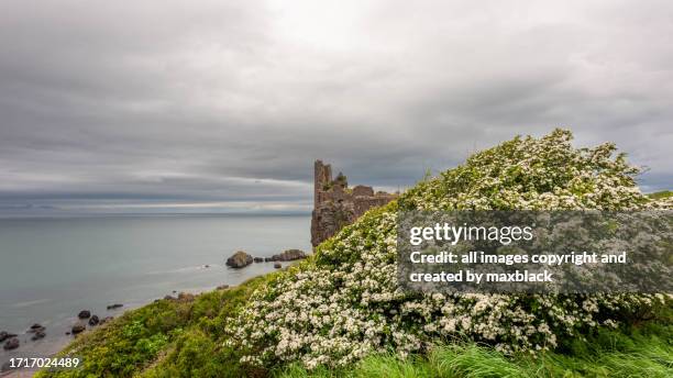 dunure castle in autumn light-scotland. - viburnum stock pictures, royalty-free photos & images