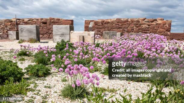 the coastal garden at dunbar battery-east lothian. - east lothian stock pictures, royalty-free photos & images