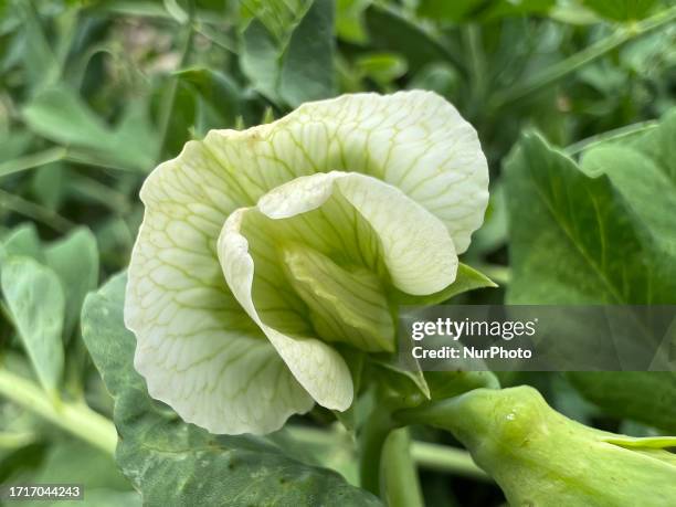 Flower on a sugar snap pea plant at a farm in Markham, Ontario, Canada, on August 06, 2023.