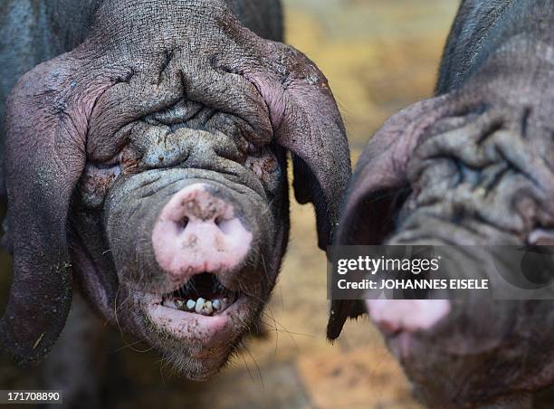 Two Meishan pigs stand in their enclosure in the zoo Tierpark in Berlin, Germany on June 28, 2013. AFP PHOTO / JOHANNES EISELE