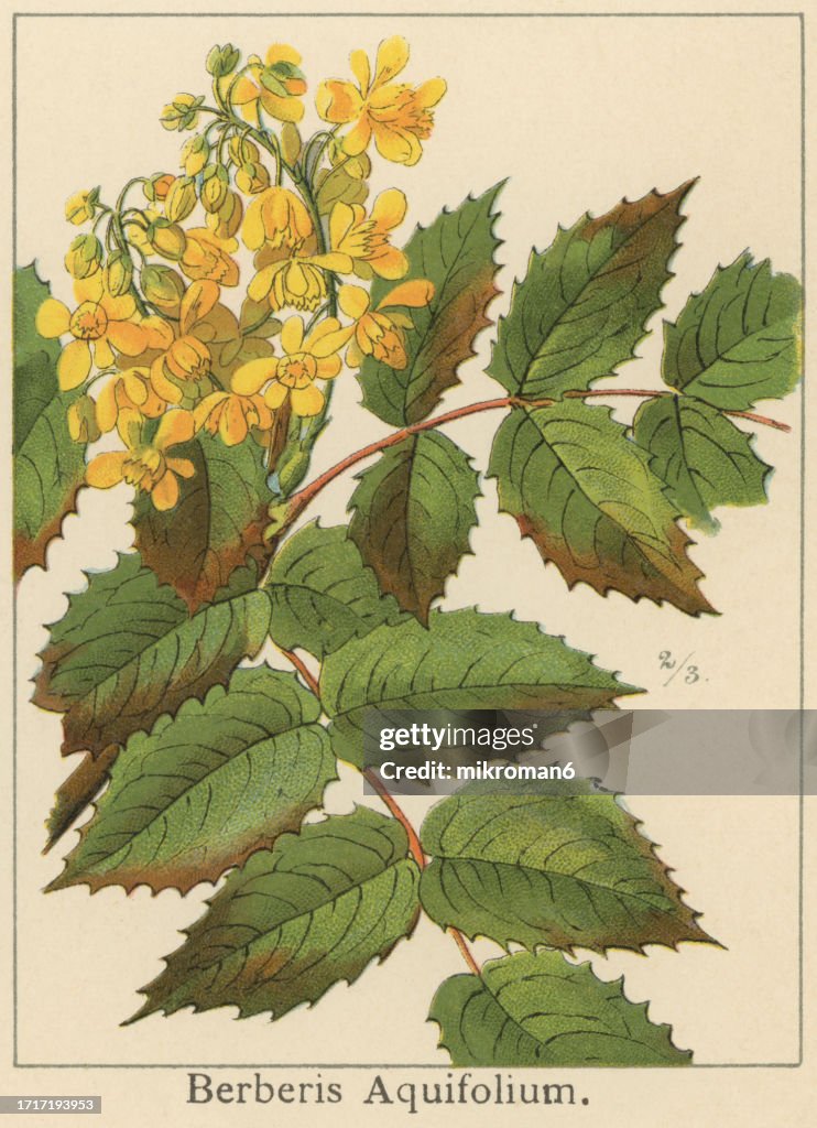 Old chromolithograph illustration of Botany, the Oregon grape or holly-leaved barberry (Mahonia aquifolium or Mahonia aquifolium) a species of flowering plant in the family Berberidaceae, native to western North America