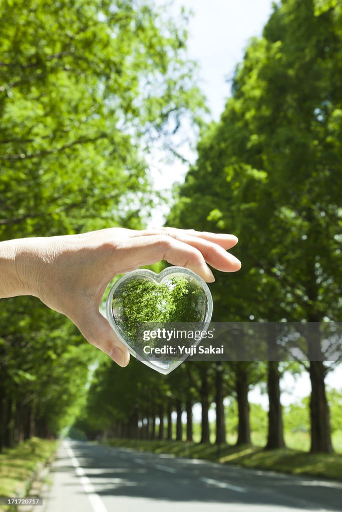 Woumen hanging hart glass  with fresh green Avenue