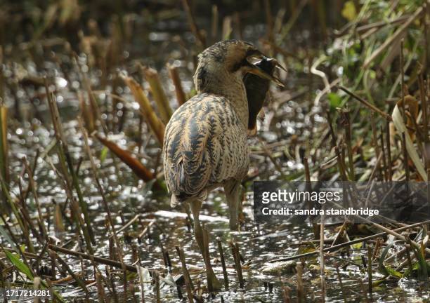 a rare hunting bittern, botaurus stellaris, searching for food in a reedbed at the edge of a lake. it has just caught a tench and is about to eat it. - freshwater bird stock pictures, royalty-free photos & images