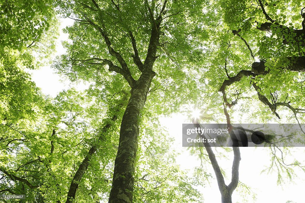 Forest of beech in Shirakami Sanchi