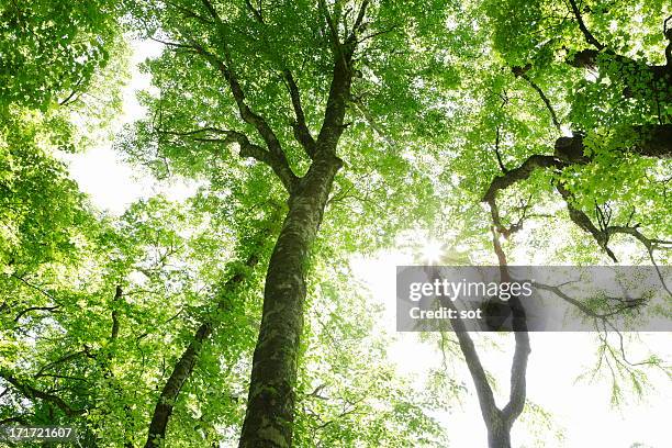 forest of beech in shirakami sanchi - aomori prefecture stock pictures, royalty-free photos & images