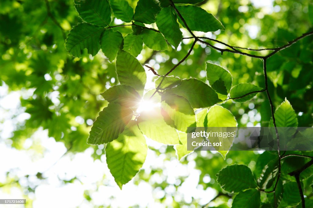 Leaves of beech tree in Shirakami Sanchi