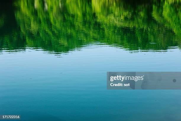 surface of the lake in forest - surface foto e immagini stock