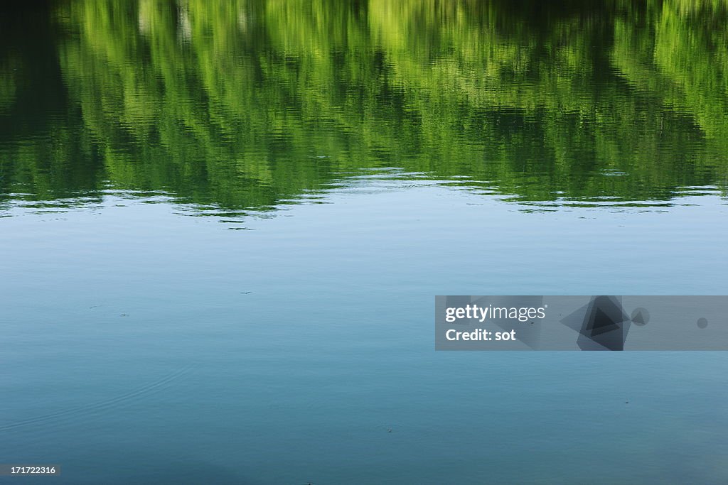 Surface of the lake in forest
