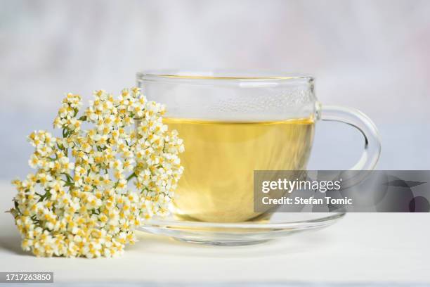 cup of elderberry tea - sabugueiro imagens e fotografias de stock