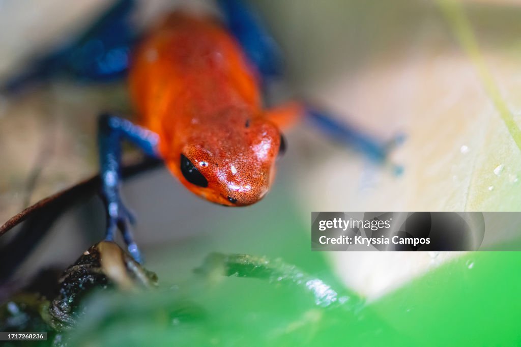 Cute Red Frog at Rainforest: Strawberry Poison Dart Frog