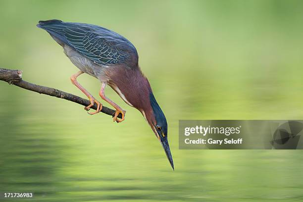 zeroed in - green heron stock pictures, royalty-free photos & images