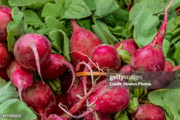 fresh beets - vancouver - beet stock pictures, royalty-free photos & images