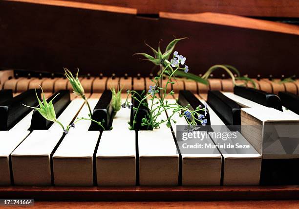 flowers growing on old piano - broken musical instrument stock pictures, royalty-free photos & images