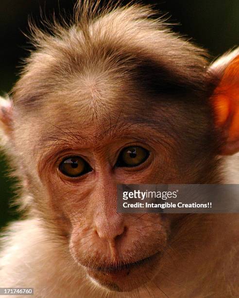 rhesus monkey (macaca mulatta) - rhesus macaque stock pictures, royalty-free photos & images