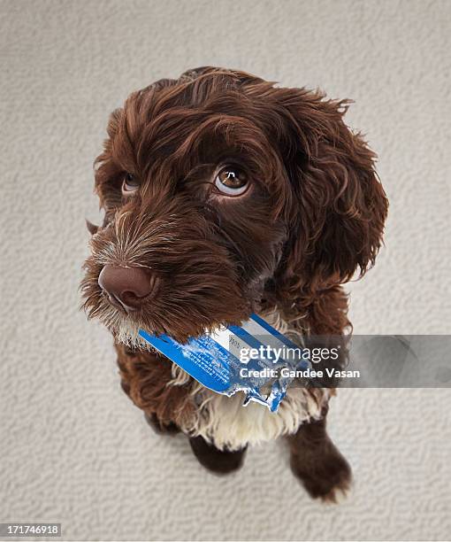 puppy with chewed credit card - misbehaviour fotografías e imágenes de stock