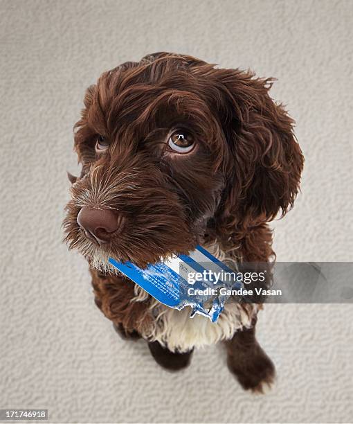 puppy with chewed credit card - prank stock pictures, royalty-free photos & images