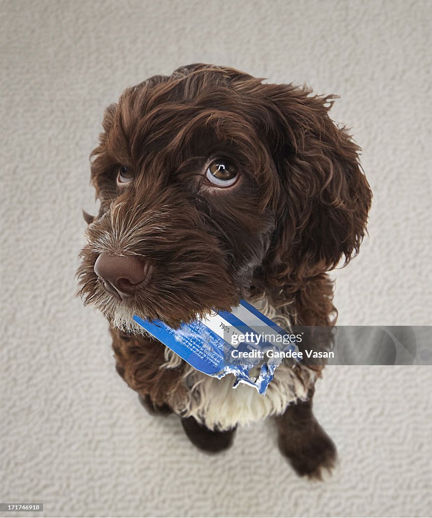 Puppy with chewed credit card
