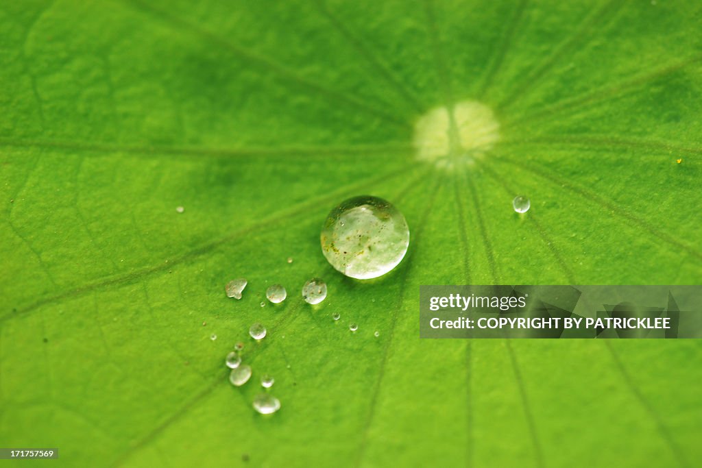 Dew drops on lotus leaf