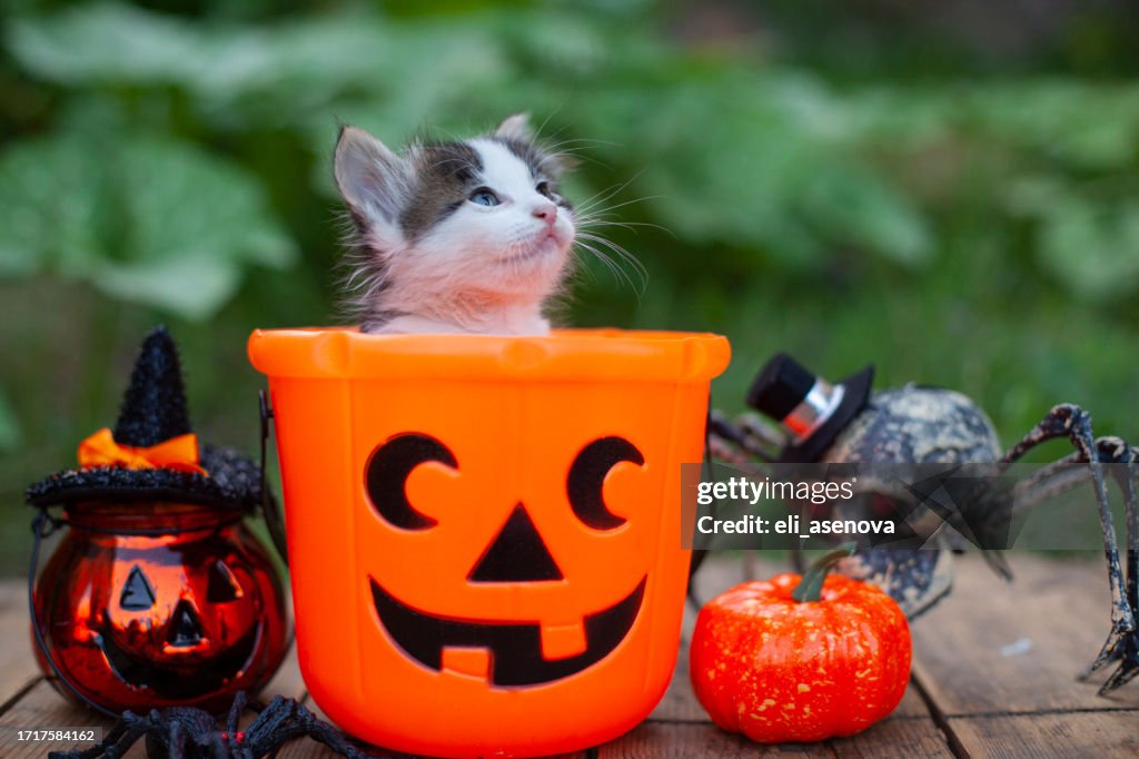 Halloween pumpkin and little cat on wooden background
