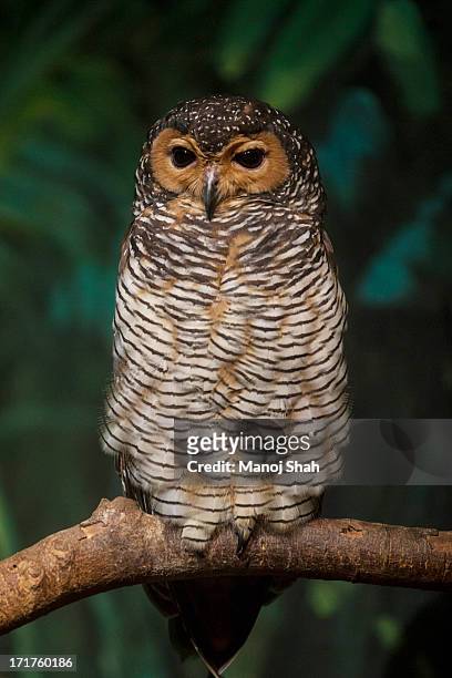 spotted wood owl - spotted owl bildbanksfoton och bilder
