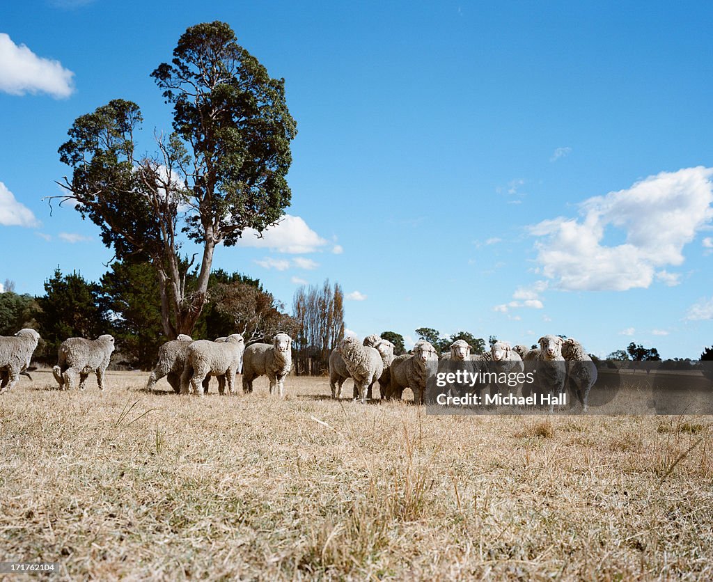 Marino sheep in drought stricken farm