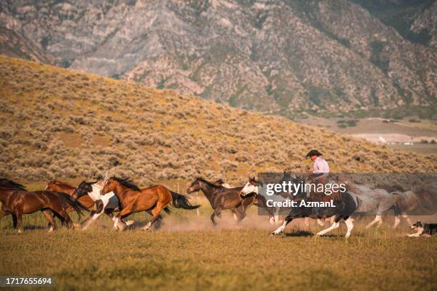 cavalli selvaggi addestrati da un cowboy maschio - horse and male and riding foto e immagini stock