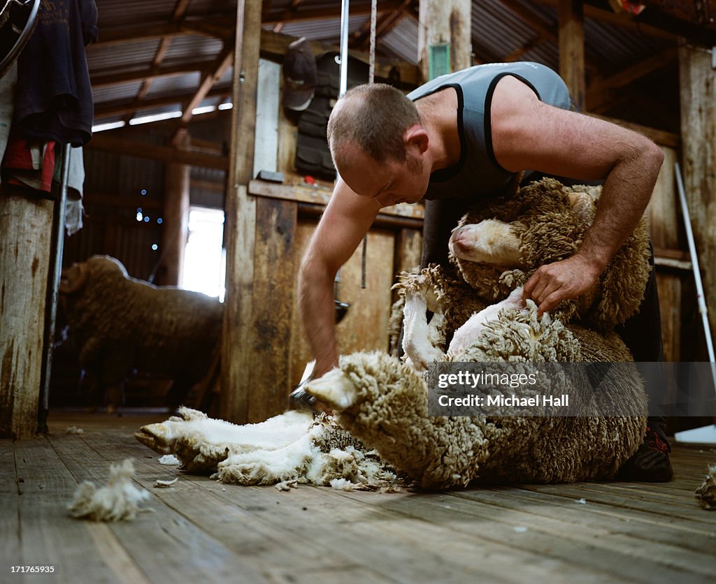 Man shearing merino ram