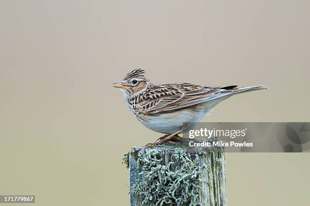 skylark singing, north uist, hebrides - alauda arvensis stock pictures, royalty-free photos & images