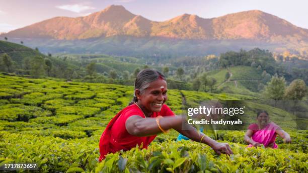 tamil pickers collecting tea leaves on plantation, southern india - tamilians stock pictures, royalty-free photos & images
