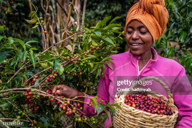 junge afrikanische frau sammelt kaffeekirschen, ostafrika - ethiopian farming stock-fotos und bilder