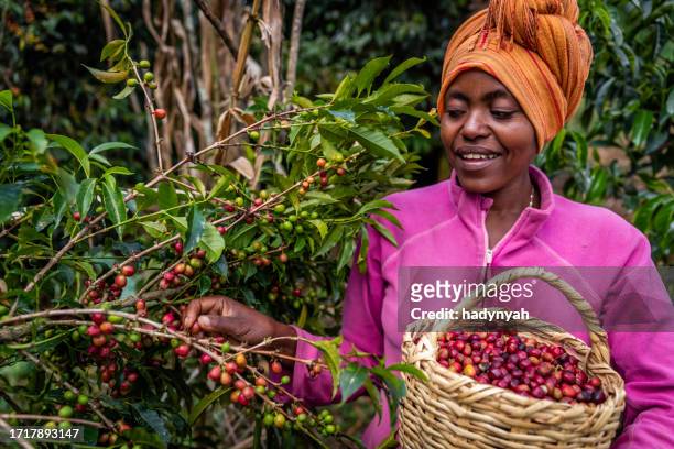 young african woman collecting coffee cherries, east africa - ethiopian farming stock pictures, royalty-free photos & images
