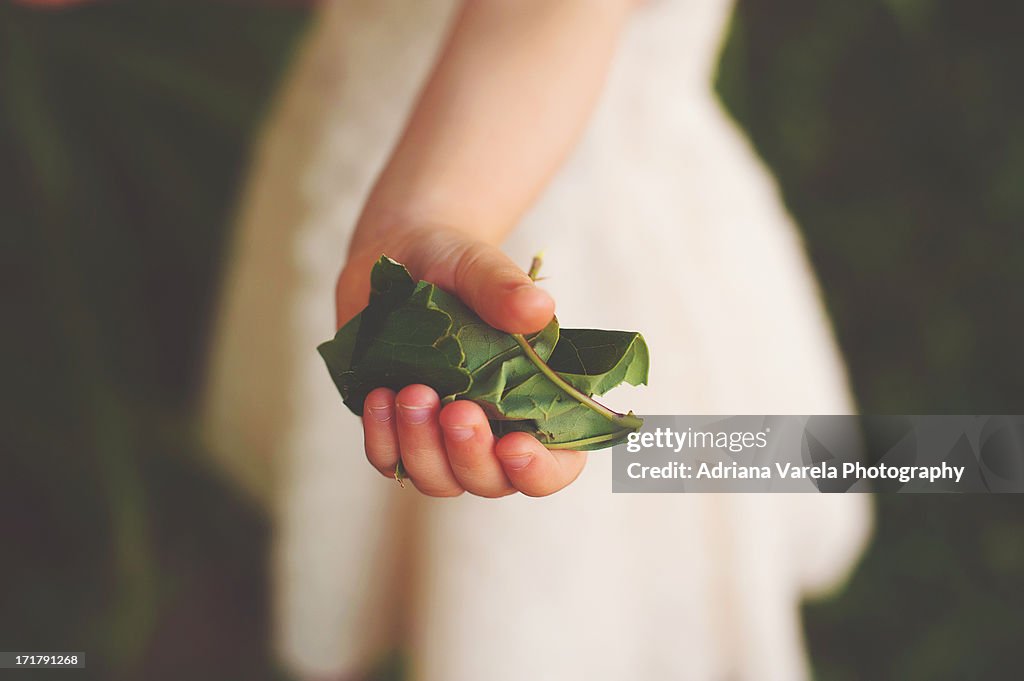 Leaf collector